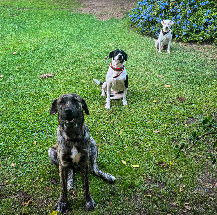 Slim, Wiggles & Jack